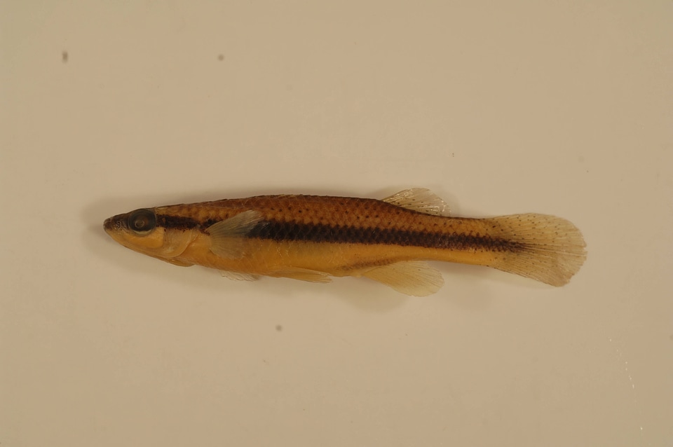 Fundulus olivaceus-1