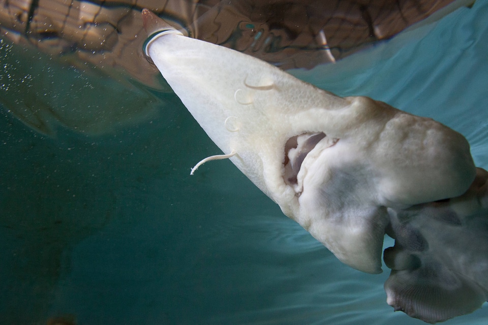 Pallid sturgeon-2