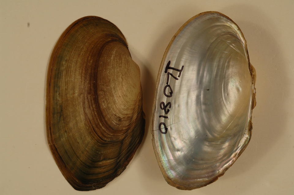 Anodontoides ferussacianus-1