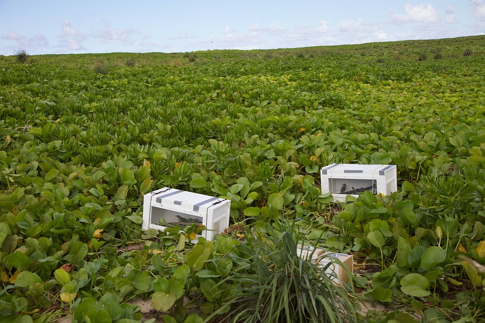 Nihoa Millerbird Translocation-4