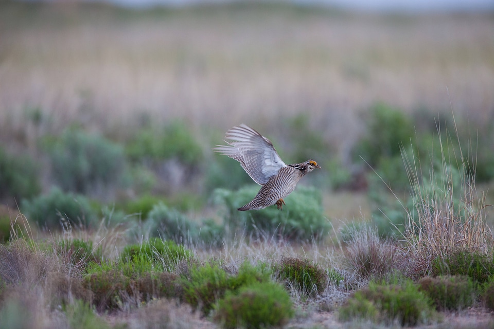 Lesser Prairie-Chicken-5