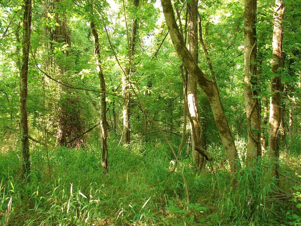Bottomland hardwood forest ecosystem-1