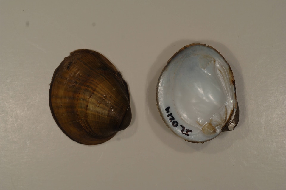 Obovaria olivaria-1