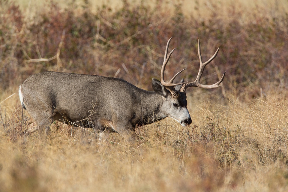 Mule deer buck feeds in grasslands-1