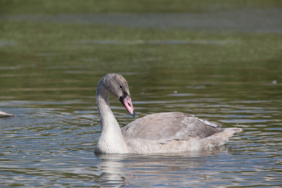 Juvenile Trumpeter Swan close-up