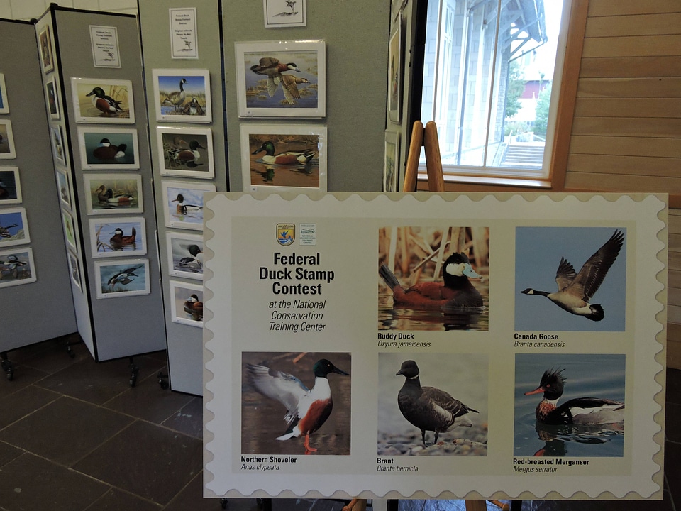 Federal Duck Stamp Art Contest