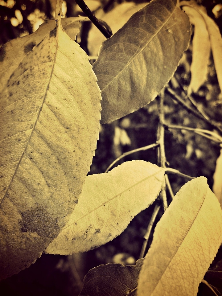 Plant nature garden