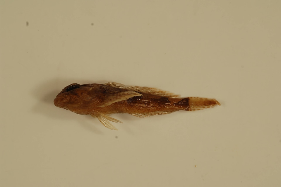 Cottus carolinae zopherus
