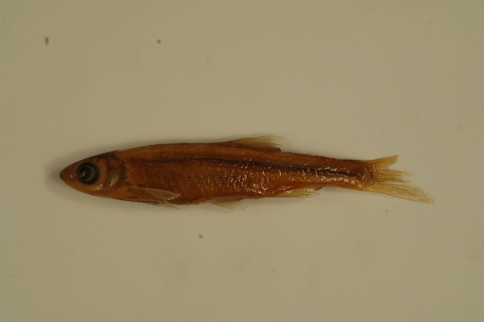 Notropis atherinoides-2