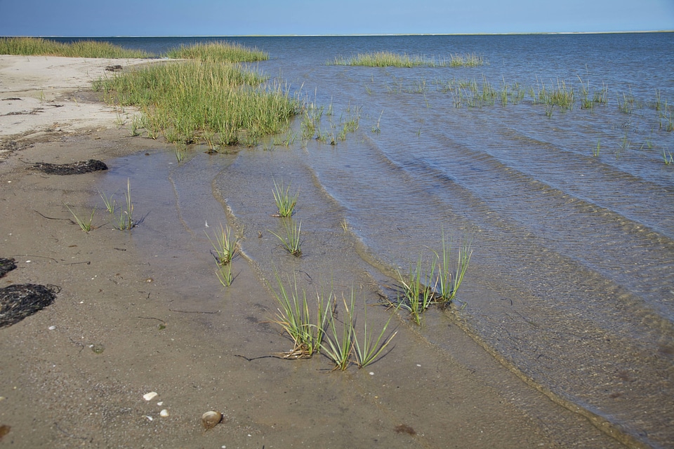 Shoreline at Monomoy NWR