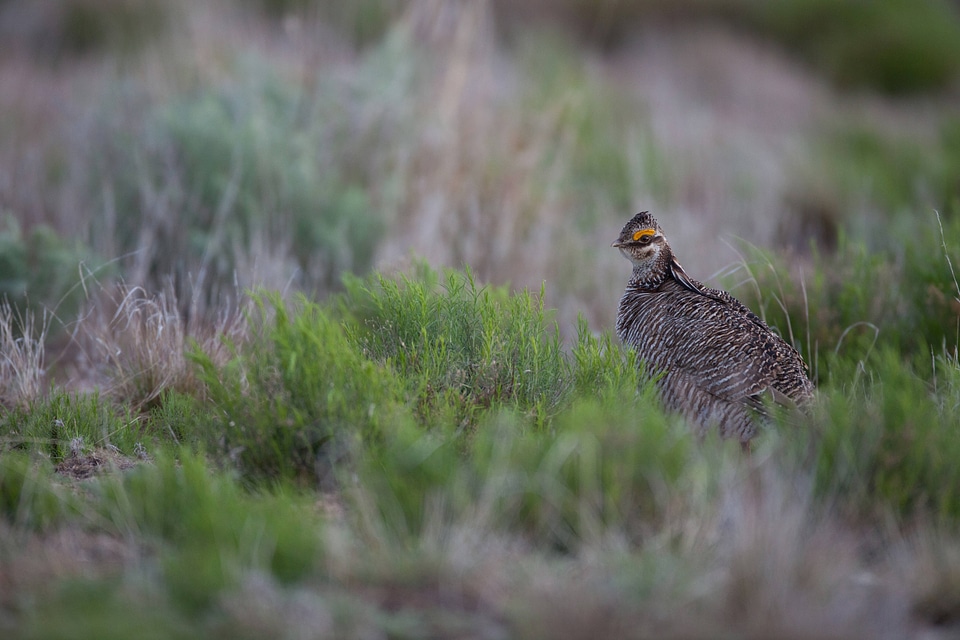 Lesser Prairie-Chicken-2