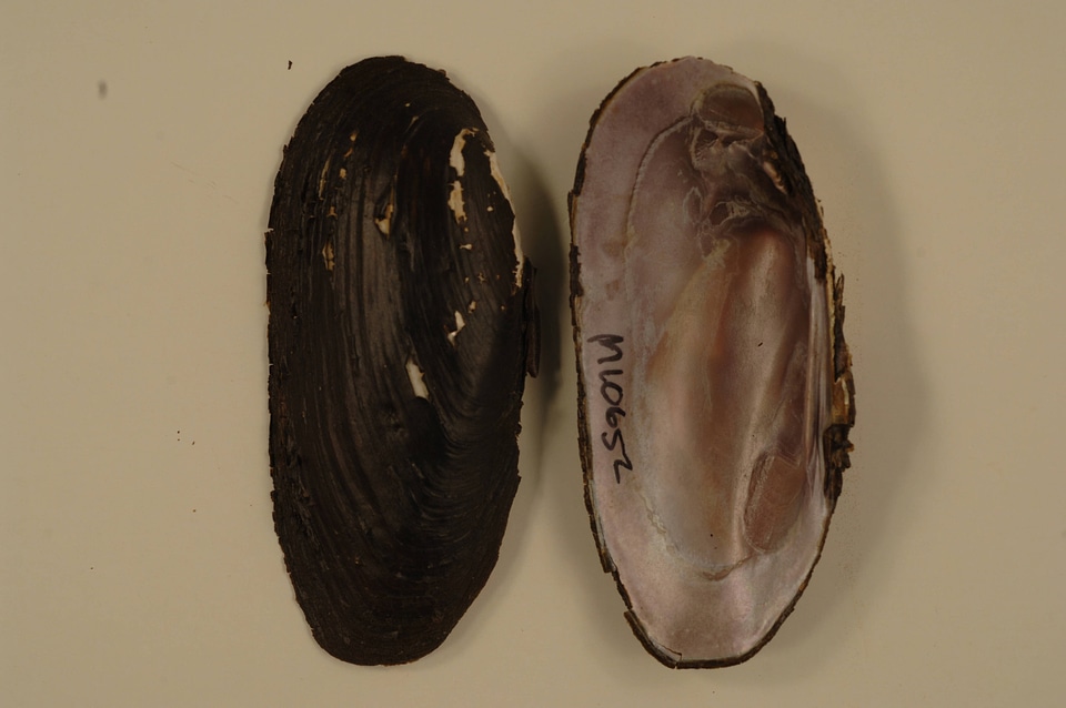 Elliptio dilatata-4
