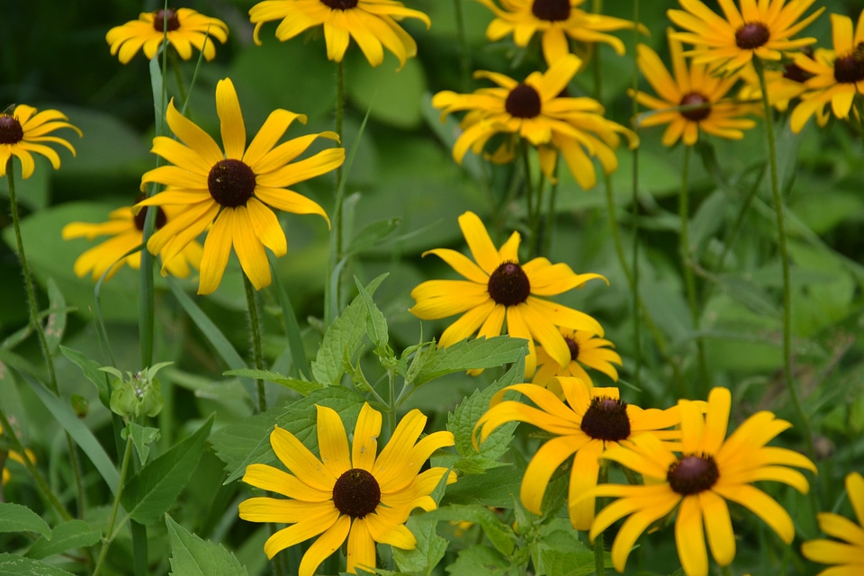 Flowers spring meadow