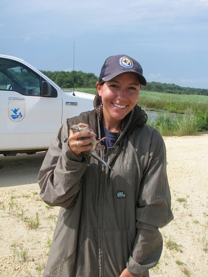 Mourning dove banding-2