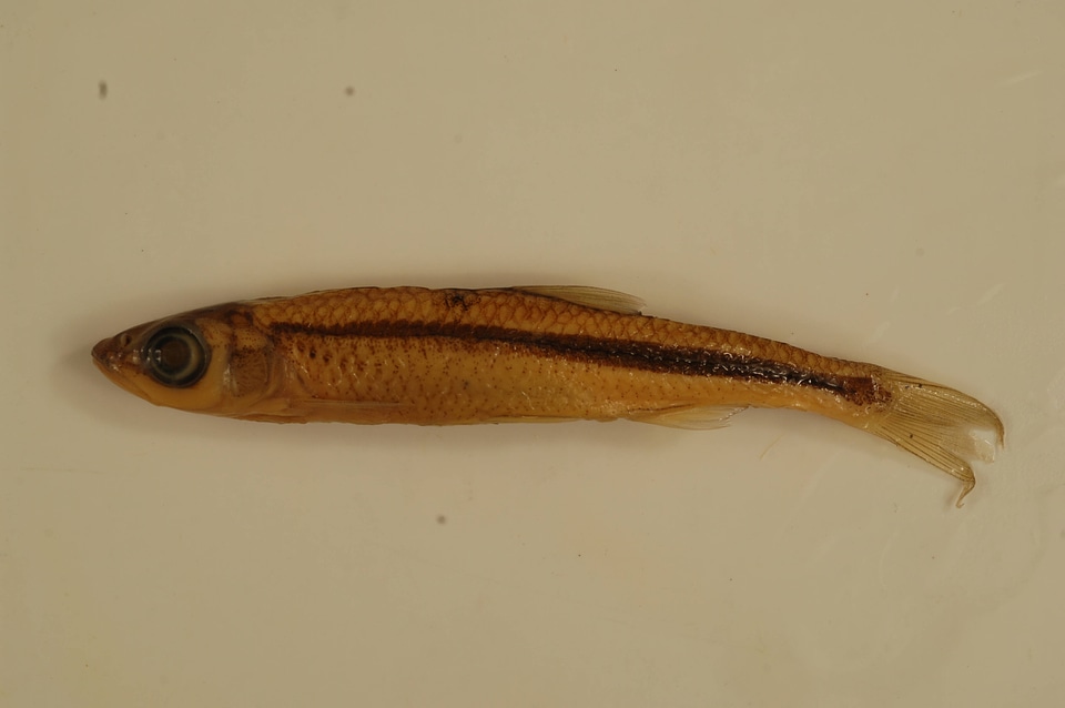 Notropis photogenis-2