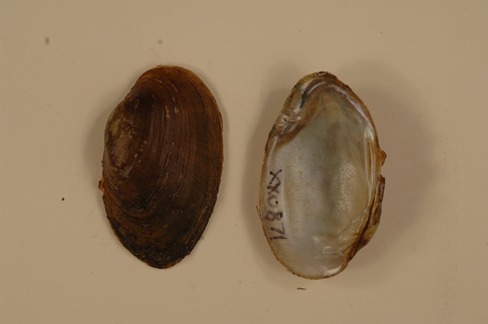Epioblasma capsaeformis-3