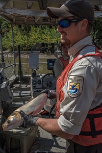 U.S. Fish and Wildlife Service worker holds invasive Silver carp