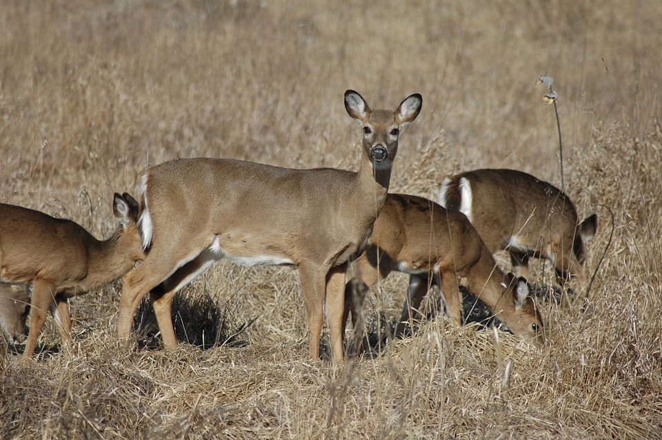 Herd of White-tailed Deer-1