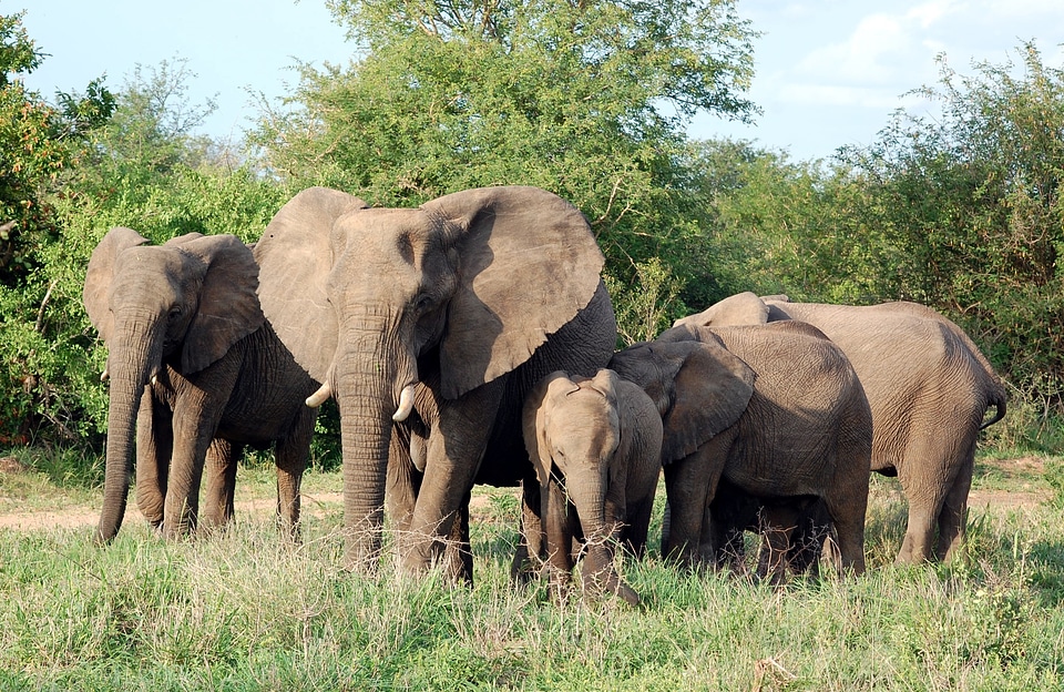 Family safari africa