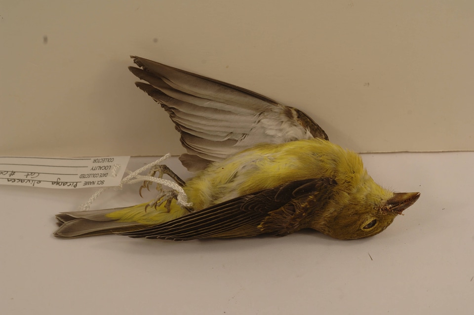 Piranga olivacea-1