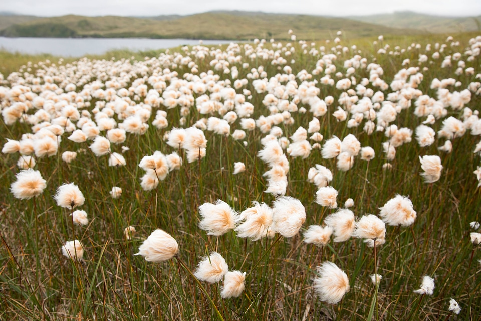 Alaska cottongrass on Kiska