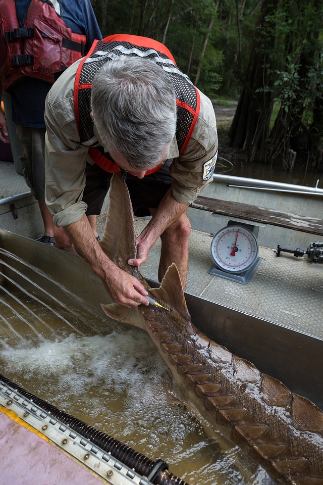 Fisheries biologist processes Gulf sturgeon-1