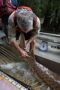 Fisheries biologist processes Gulf sturgeon-1