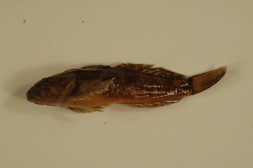Cottus caeruleomentum-1