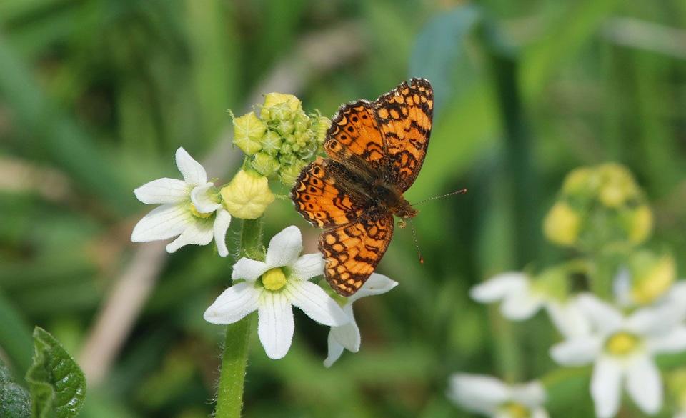 Pacific fritillary -2