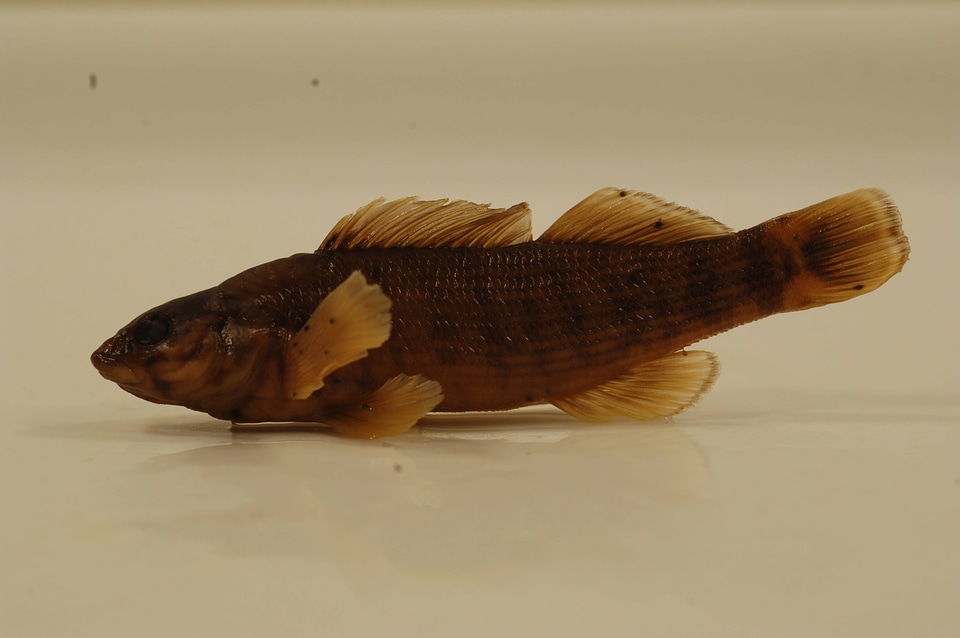Etheostoma rufilineatum-4