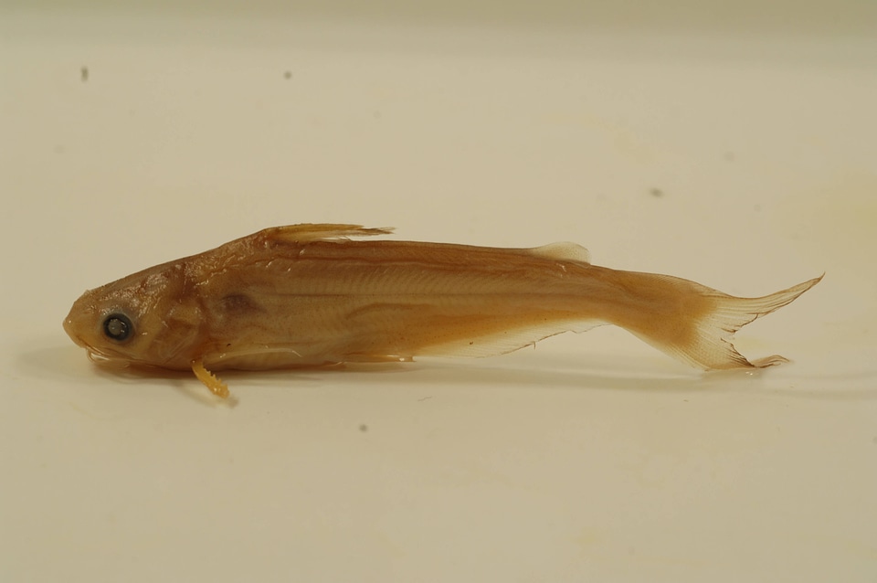 Ictalurus furcatus