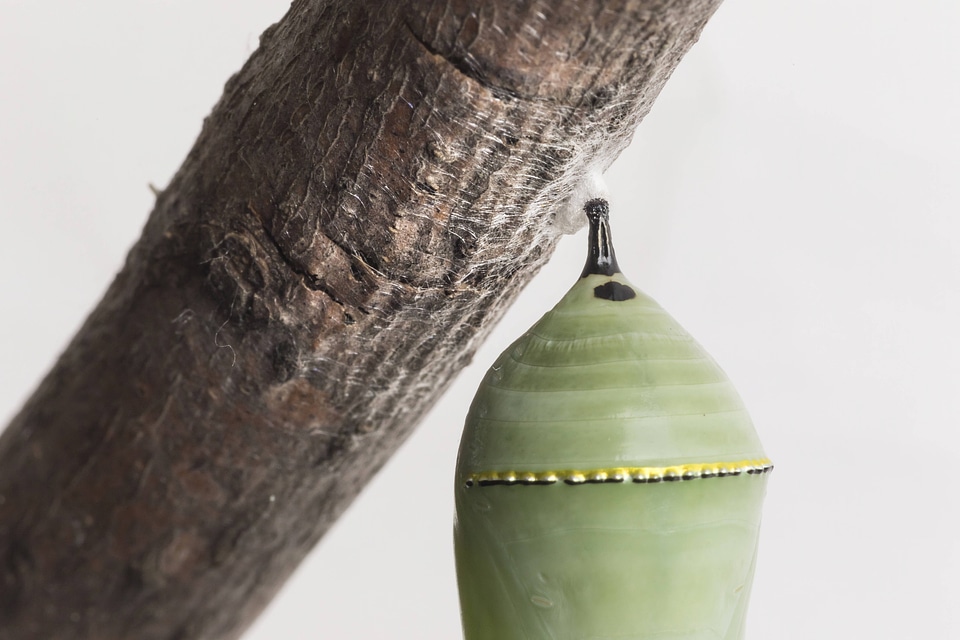 Monarch chrysalis -2