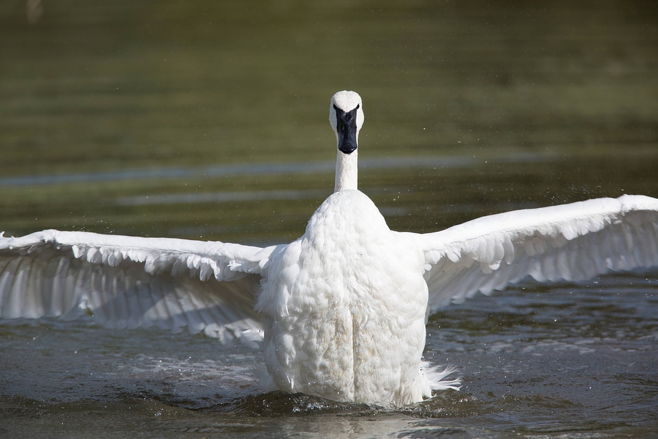 Adult Trumpeter Swan flaps wings-1