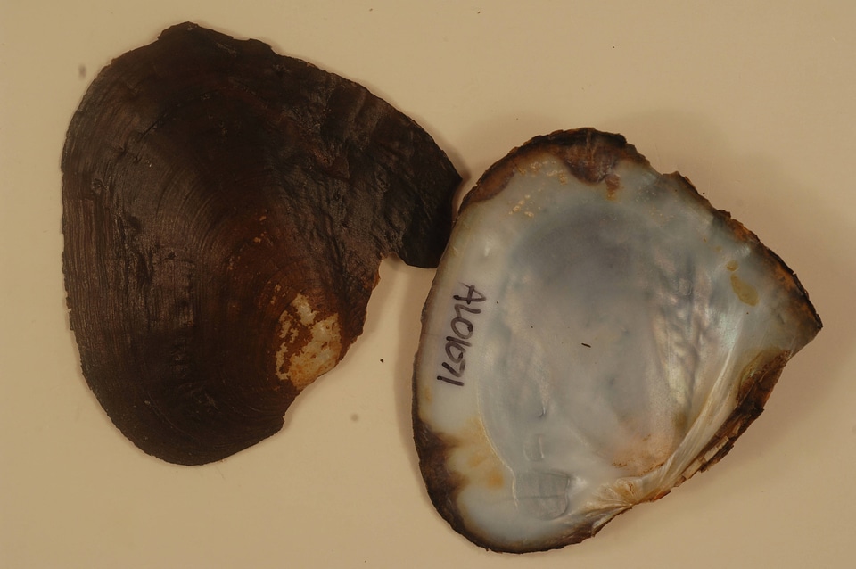 Lasmigona alabamensis-1