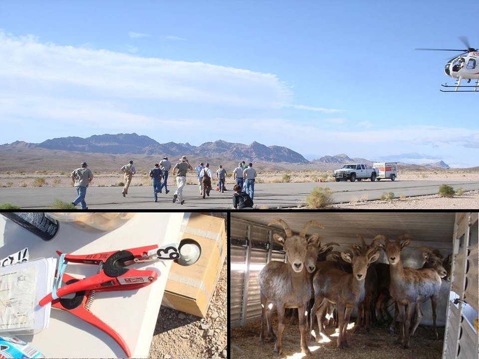 Bighorn sheep population management