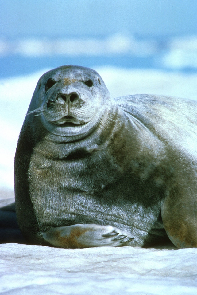 Bearded seal