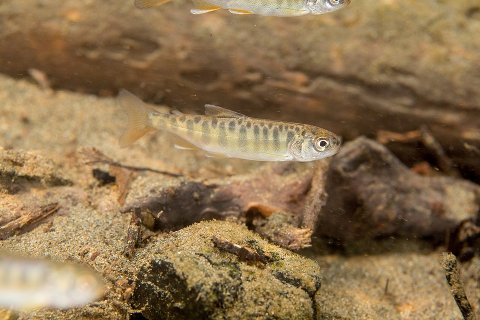 Juvenile Chinook salmon-2