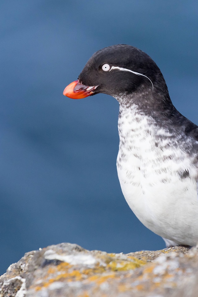Parakeet auklet-1