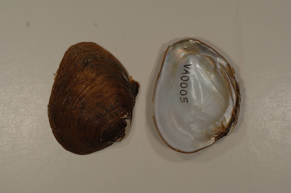 Pleuronaia dolabelloides-1