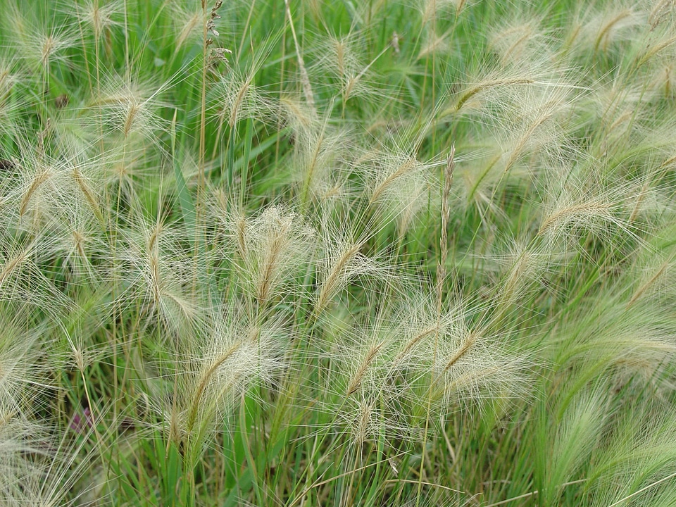 Squirrel-tail barley at Neal Smith National Wildlife Refuge