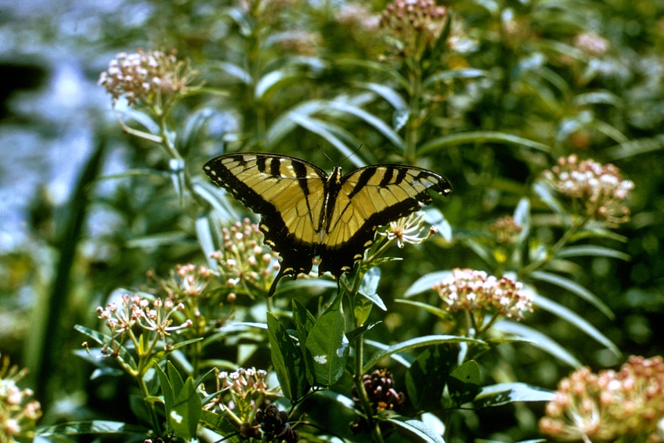 Tiger Swallowtail Butterfly-2