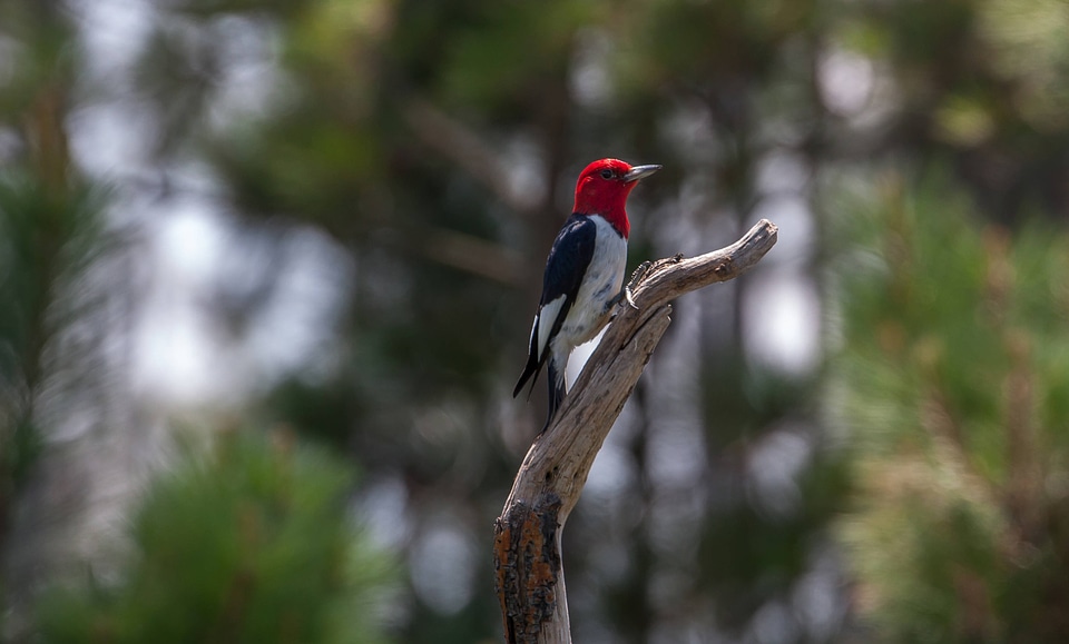 Red-headed woodpecker on dead snag-5