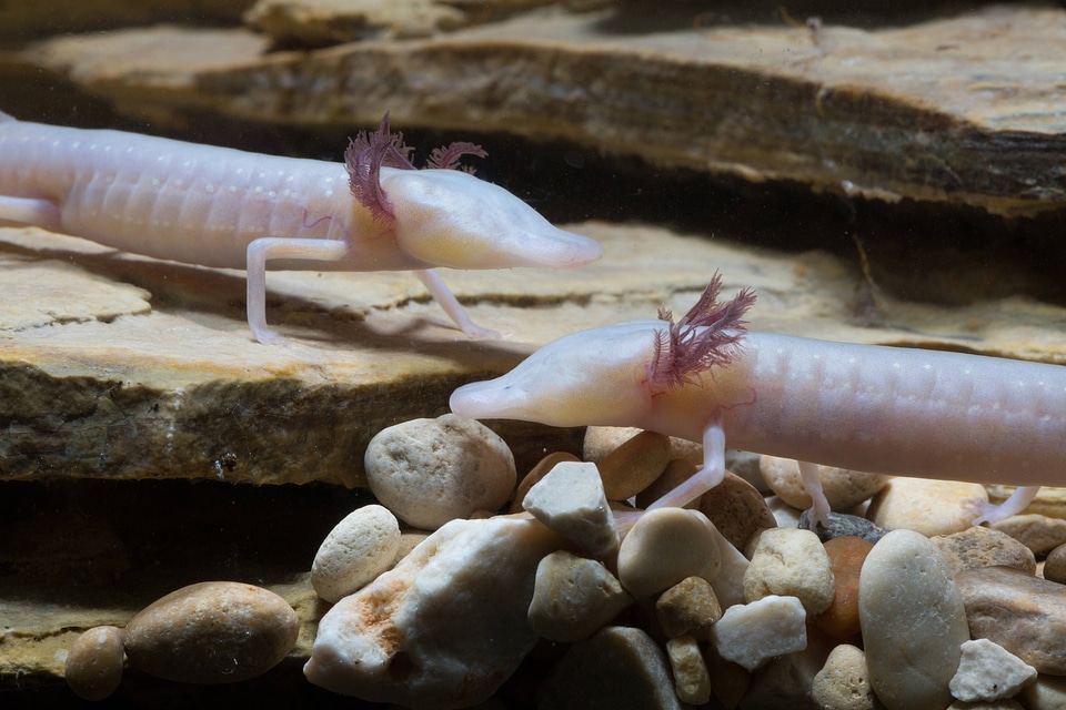 Texas Blind Salamander-8