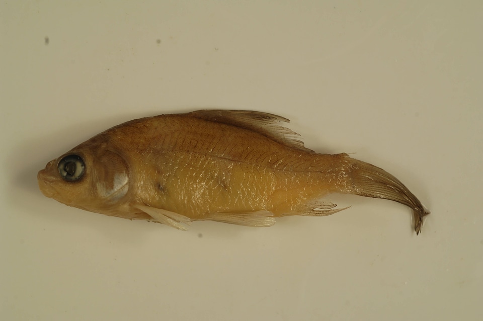 Ictiobus bubalus-1