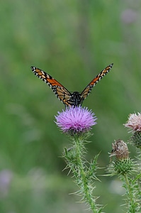 Monarch butterfly-4 photo