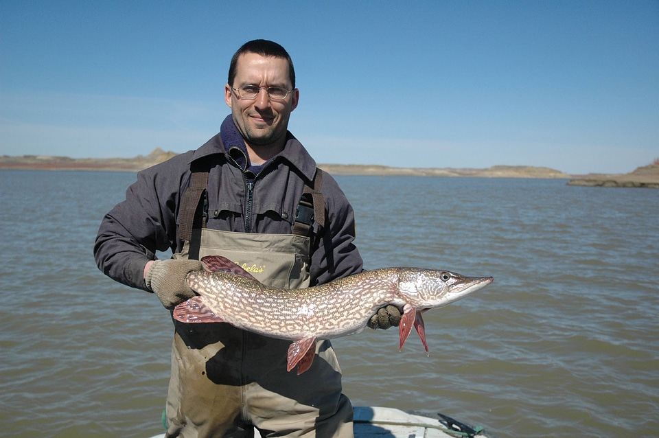 Service biologist displays a Northern pike-4