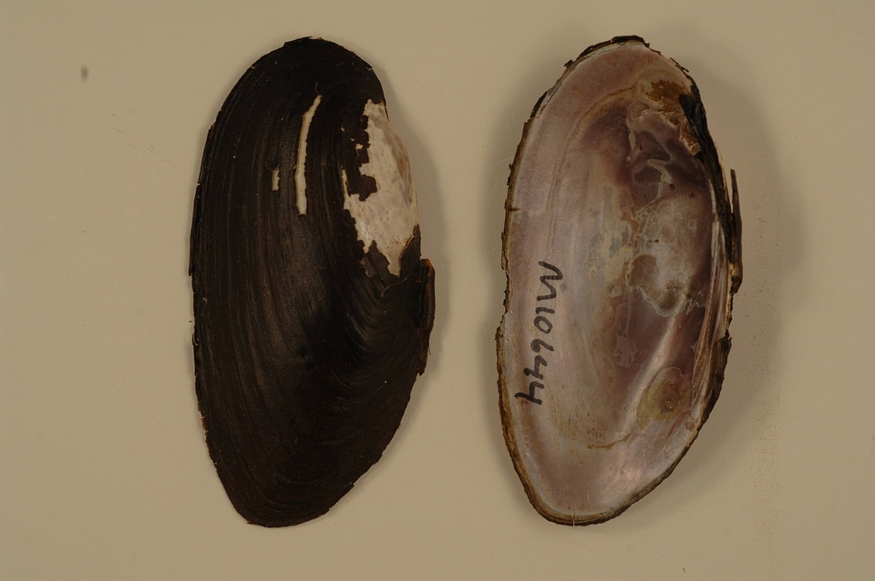 Elliptio dilatata-5