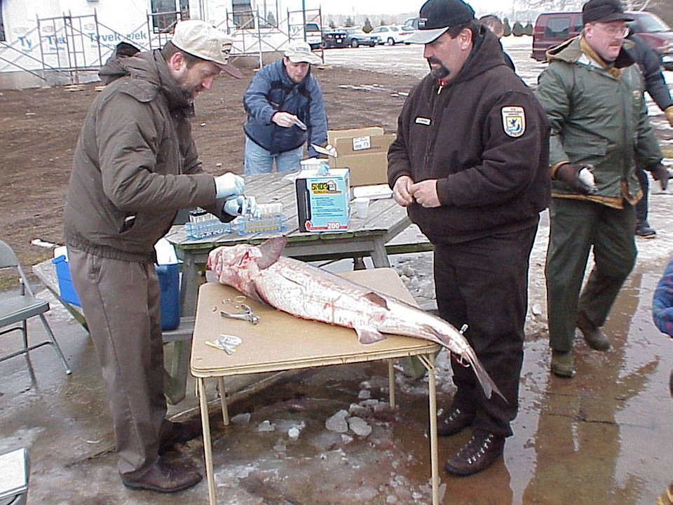 Service Biologist assesses Sturgeon