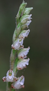 Rattlesnake plantain 