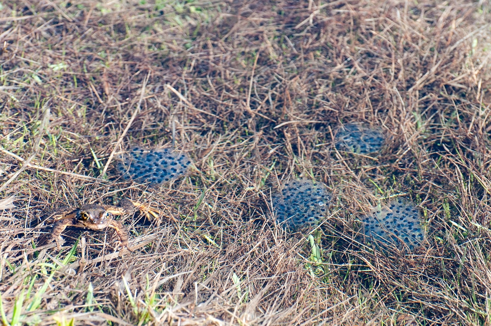 Mountain yellow-legged frog and eggs-2